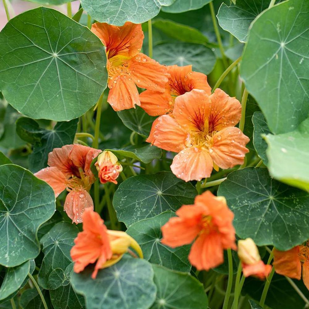 Tropaeolum minus ‘Vesuvius’ (Oost-Indische kers)