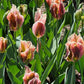 Tulp 'Artist' (10 stuks)