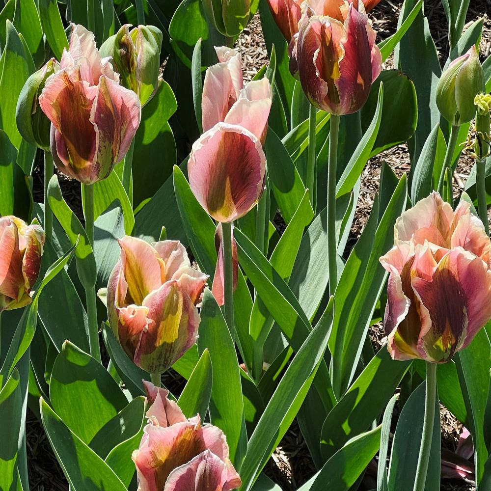 Tulp 'Artist' (10 stuks)