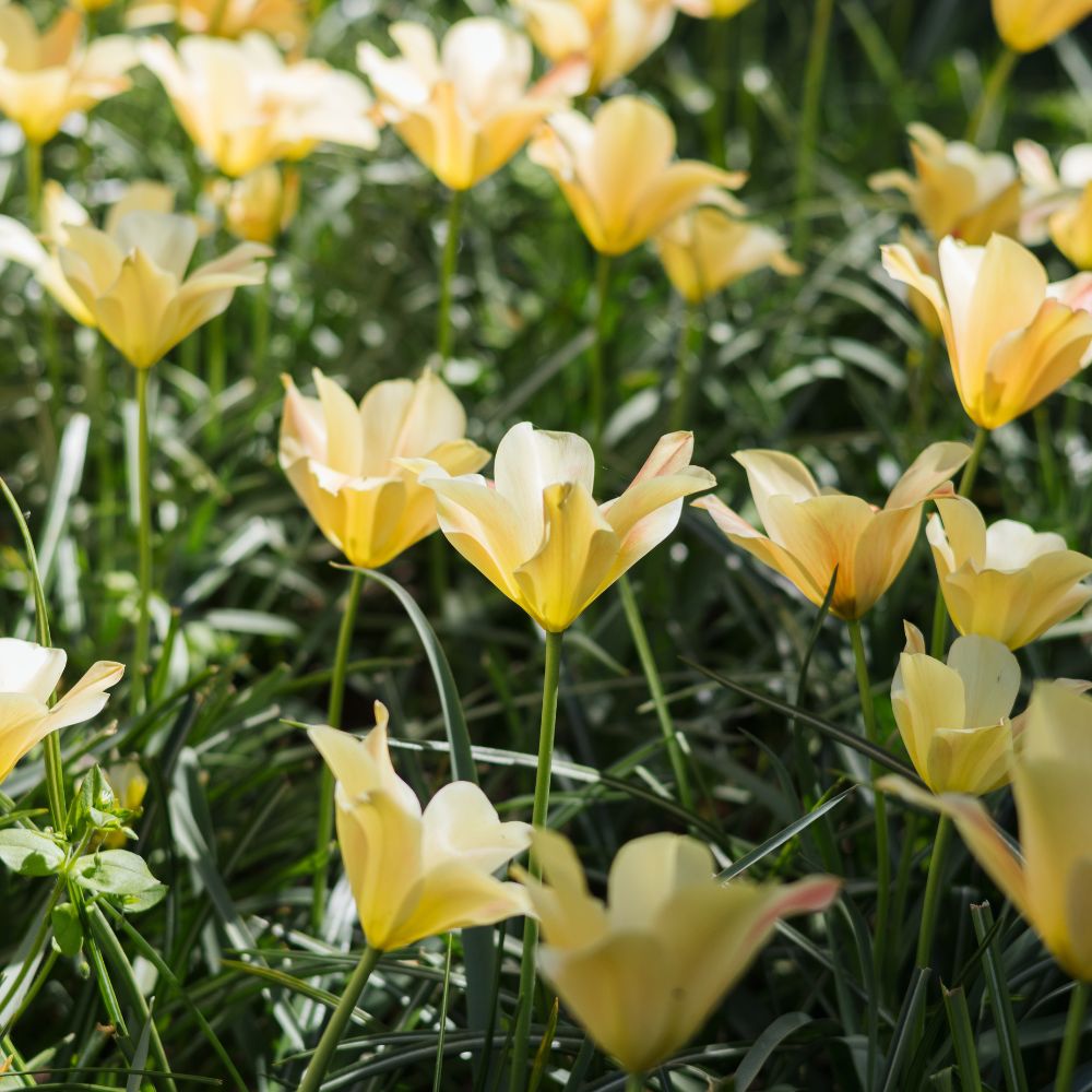 Tulipa batalinii 'Bronze Charm' (wilde tulp, 20 stuks) BIO