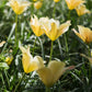 Tulipa batalinii 'Bronze Charm' (wilde tulp, 20 stuks) BIO