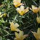 Tulipa batalinii 'Bronze Charm' (wilde tulp, 20 stuks) BIO