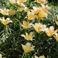 Tulipa batalinii 'Bronze Charm' (wilde tulp, 20 stuks) BIO