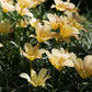 Tulipa batalinii 'Bronze Charm' (wilde tulp, 20 stuks) BIO