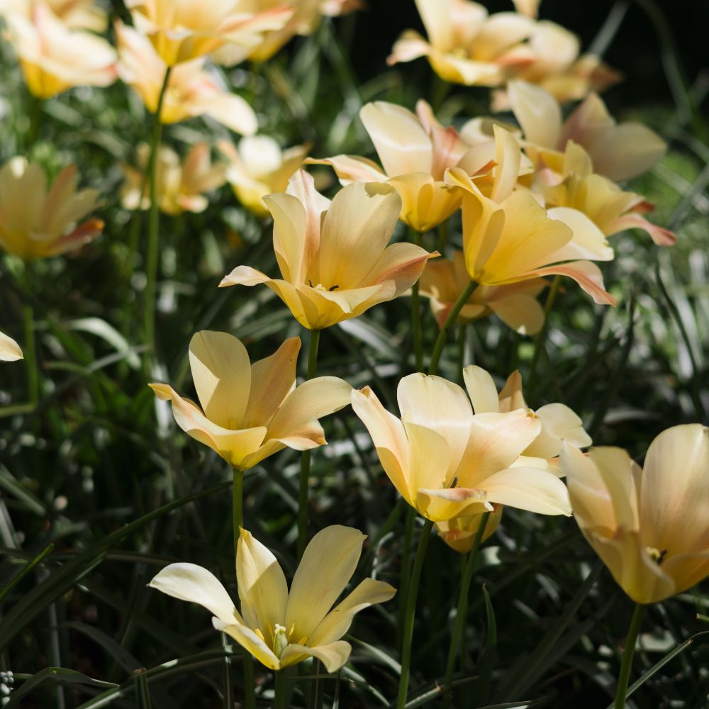 Tulipa batalinii 'Bronze Charm' (wilde tulp, 20 stuks) BIO