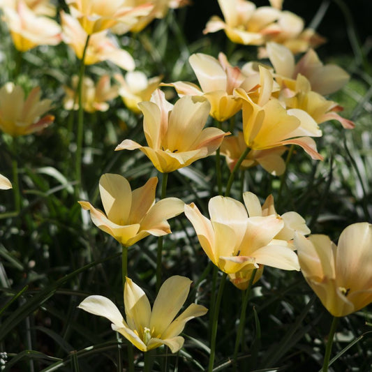 Tulipa batalinii 'Bronze Charm' (wilde tulp, 20 stuks) BIO