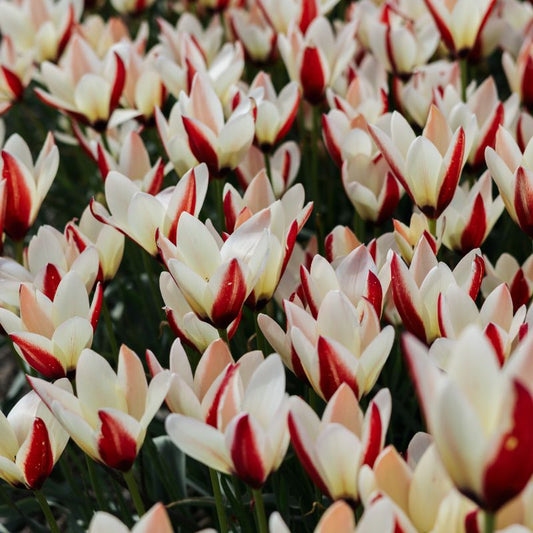Tulp 'Lady Jane' (10 stuks)