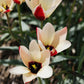 Tulp 'Lady Jane' (10 stuks)