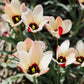 Tulp 'Lady Jane' (10 stuks)