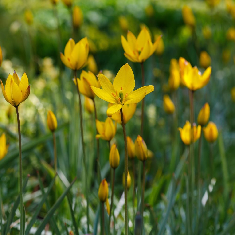 Tulipa sylvestris (bostulp, 20 stuks)