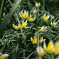 Tulipa tarda (bostulp, 10 stuks) BIO