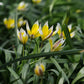 Tulipa tarda (bostulp, 10 stuks) BIO