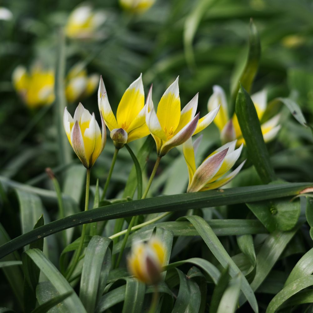 Tulipa tarda (bostulp, 10 stuks) BIO