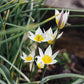 Tulipa turkestanica (wilde tulp, 20 stuks)