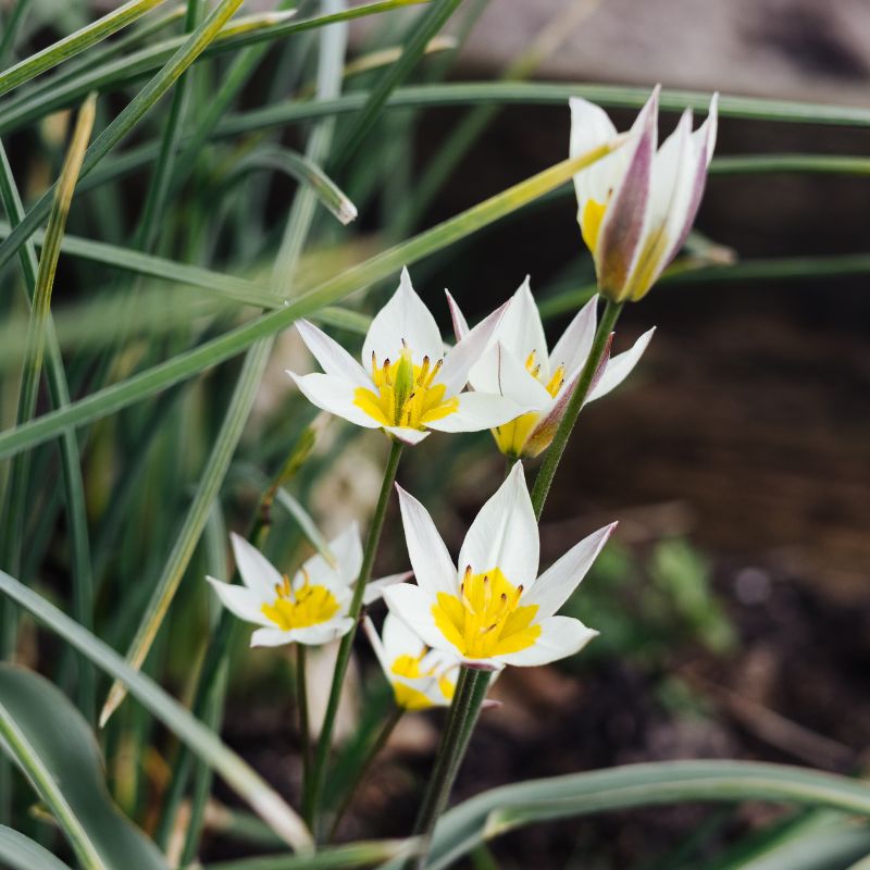Tulipa turkestanica (wilde tulp, 20 stuks)
