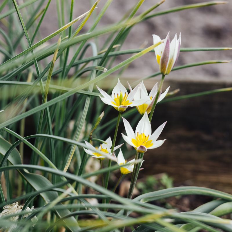 Tulipa turkestanica (wilde tulp, 20 stuks)
