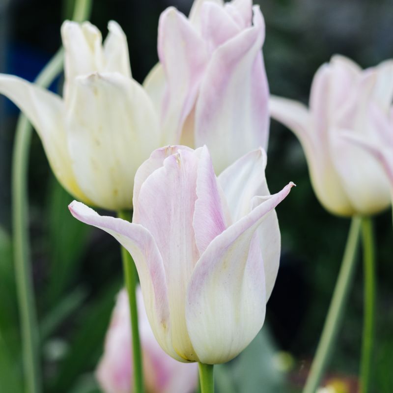 Tulp 'Ballade Lady' (10 stuks)