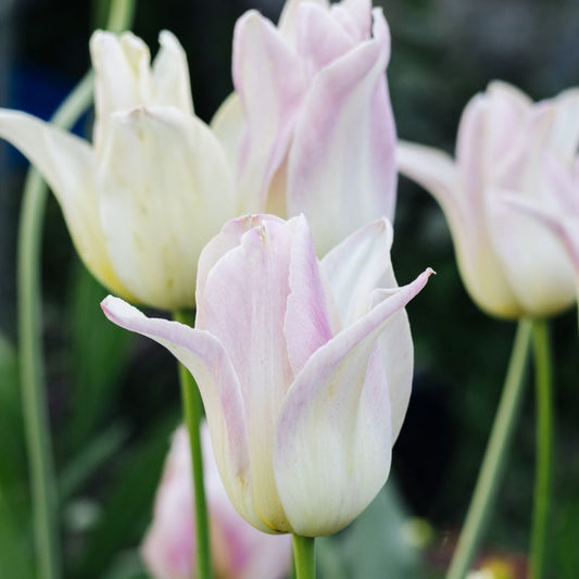 Tulp 'Ballade Lady' (10 stuks)