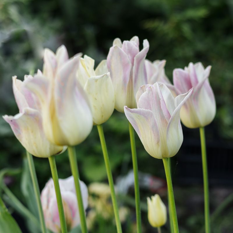 Tulp 'Ballade Lady' (10 stuks)