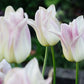 Tulp 'Ballade Lady' (10 stuks)
