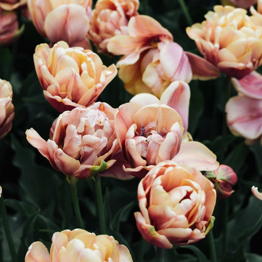 Tulp 'La Belle Epoque' (10 stuks)