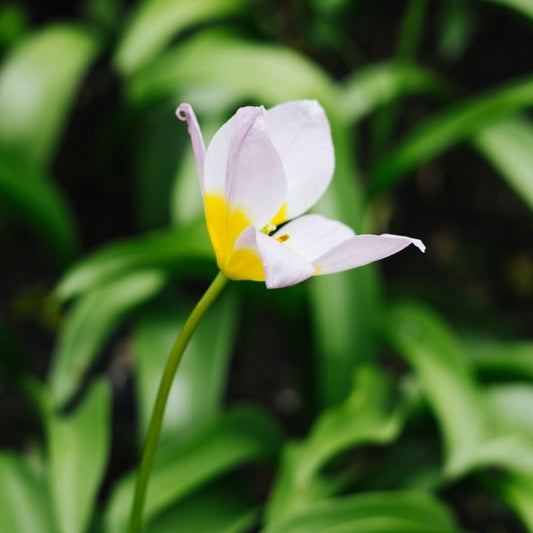 Tulipa bakeri 'Lilac Wonder' (20 stuks)