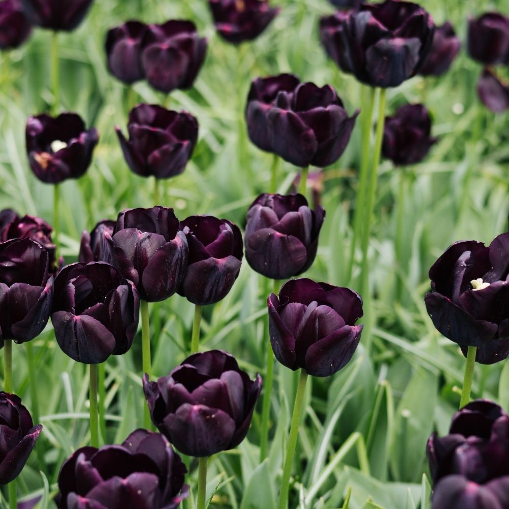 Tulp 'Paul Scherer' (15 stuks)