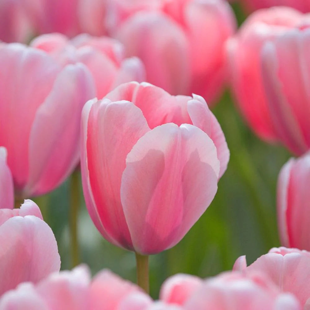 Bollenbundel Tulpenmix 'Colourful'