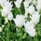 Tulp 'White Triumphator' (10 stuks)