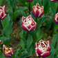 Tulp 'Wyndham' (15 stuks)