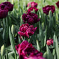 Tulp 'Alison Bradley' (10 stuks) BIO