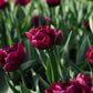 Tulp 'Alison Bradley' (10 stuks) BIO