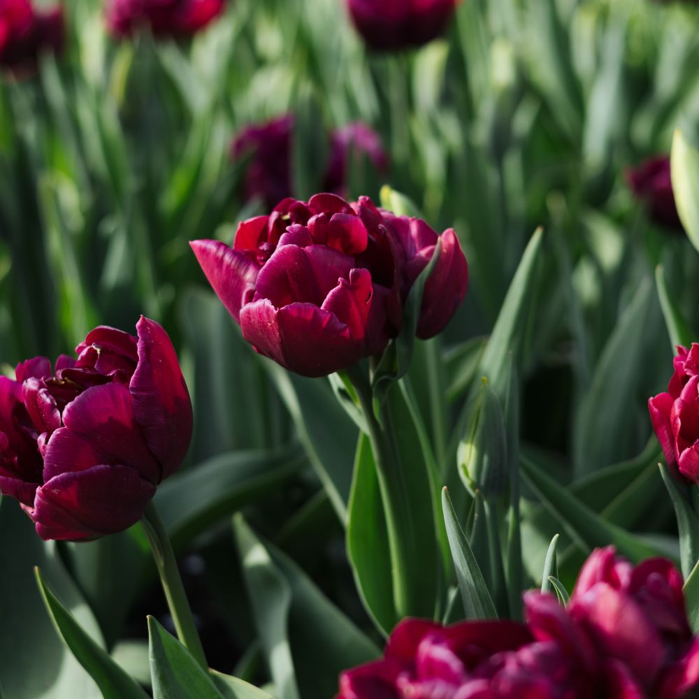 Tulp 'Alison Bradley' (10 stuks) BIO