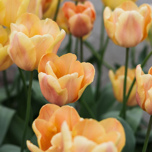 Tulp 'Apricot Foxx' (10 stuks)