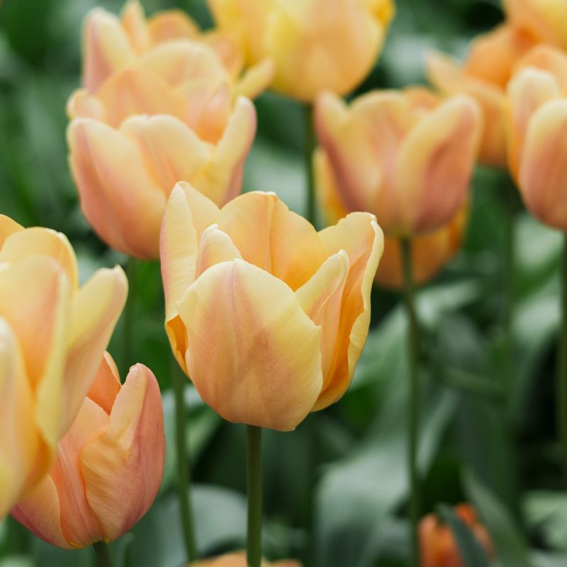 Tulp 'Apricot Foxx' (10 stuks)