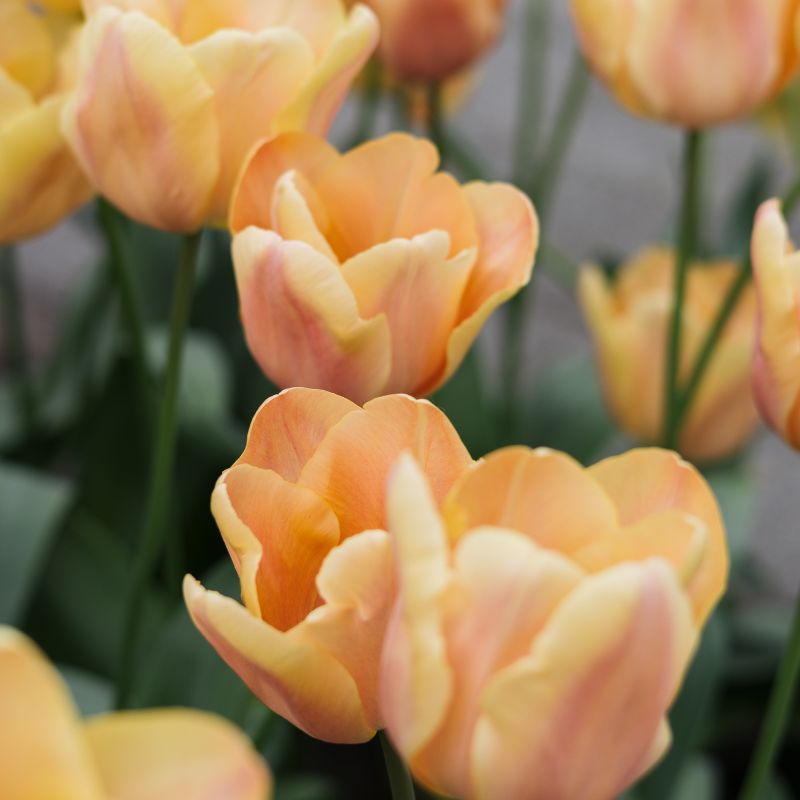 Tulp 'Apricot Foxx' (10 stuks)