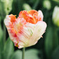 Tulp 'Apricot Parrot' (10 stuks)