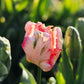 Tulp 'Apricot Parrot' (10 stuks)