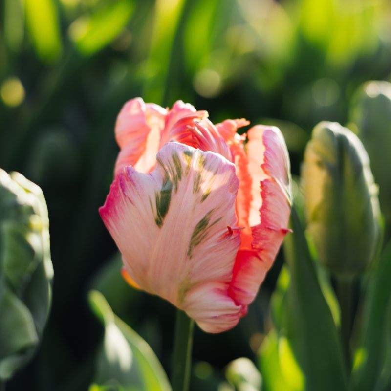 Tulp 'Apricot Parrot' (10 stuks)