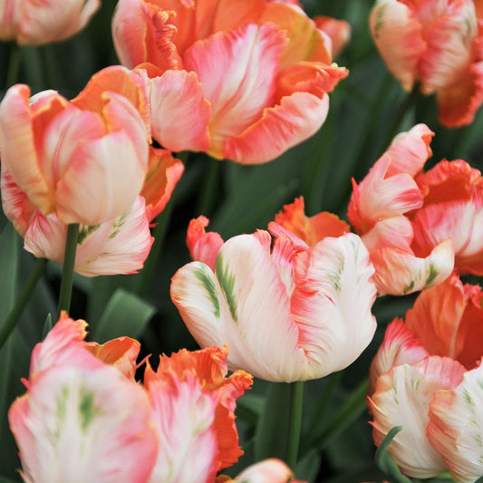 Tulp 'Apricot Parrot' (10 stuks)
