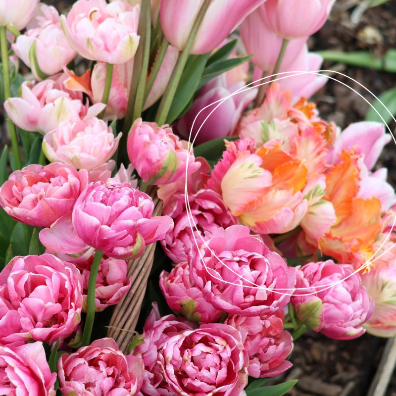 Tulp 'Apricot Parrot' (10 stuks)