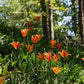 Tulp 'Ballerina' (10 stuks) BIO