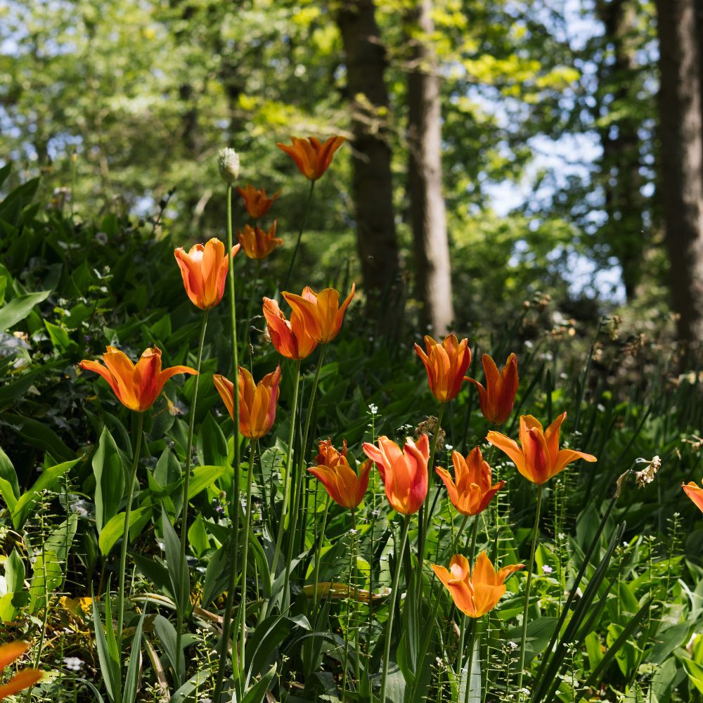 Tulp 'Ballerina' (10 stuks) BIO
