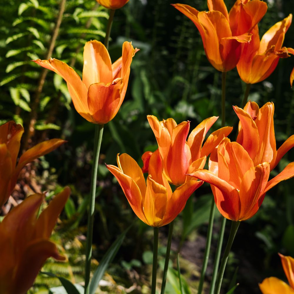 Tulp 'Ballerina' (10 stuks) BIO