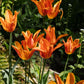 Tulp 'Ballerina' (10 stuks) BIO