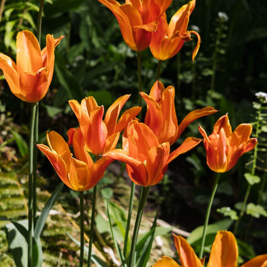 Tulp 'Ballerina' (10 stuks) BIO
