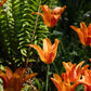 Tulp 'Ballerina' (10 stuks) BIO