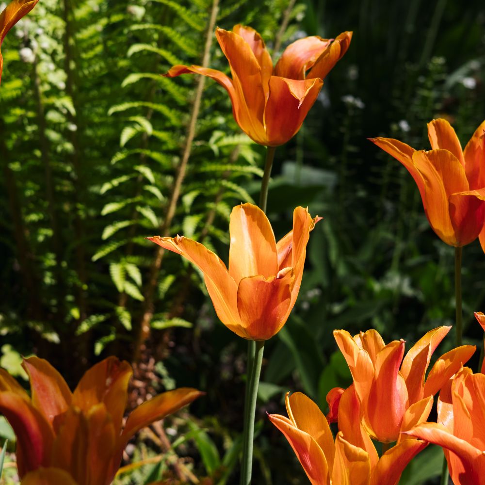 Tulp 'Ballerina' (10 stuks) BIO