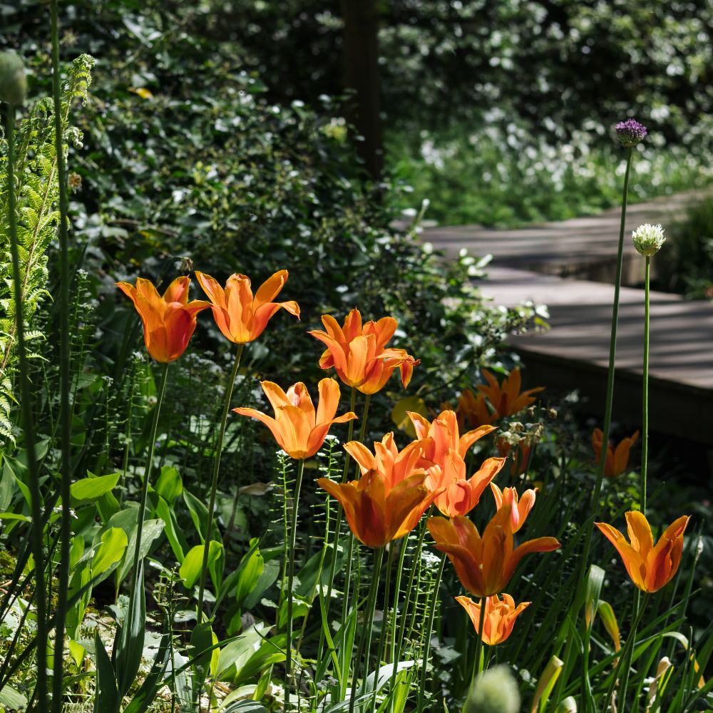 Tulp 'Ballerina' (10 stuks) BIO