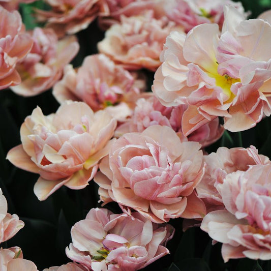 Tulp 'Beachberry' (10 stuks)